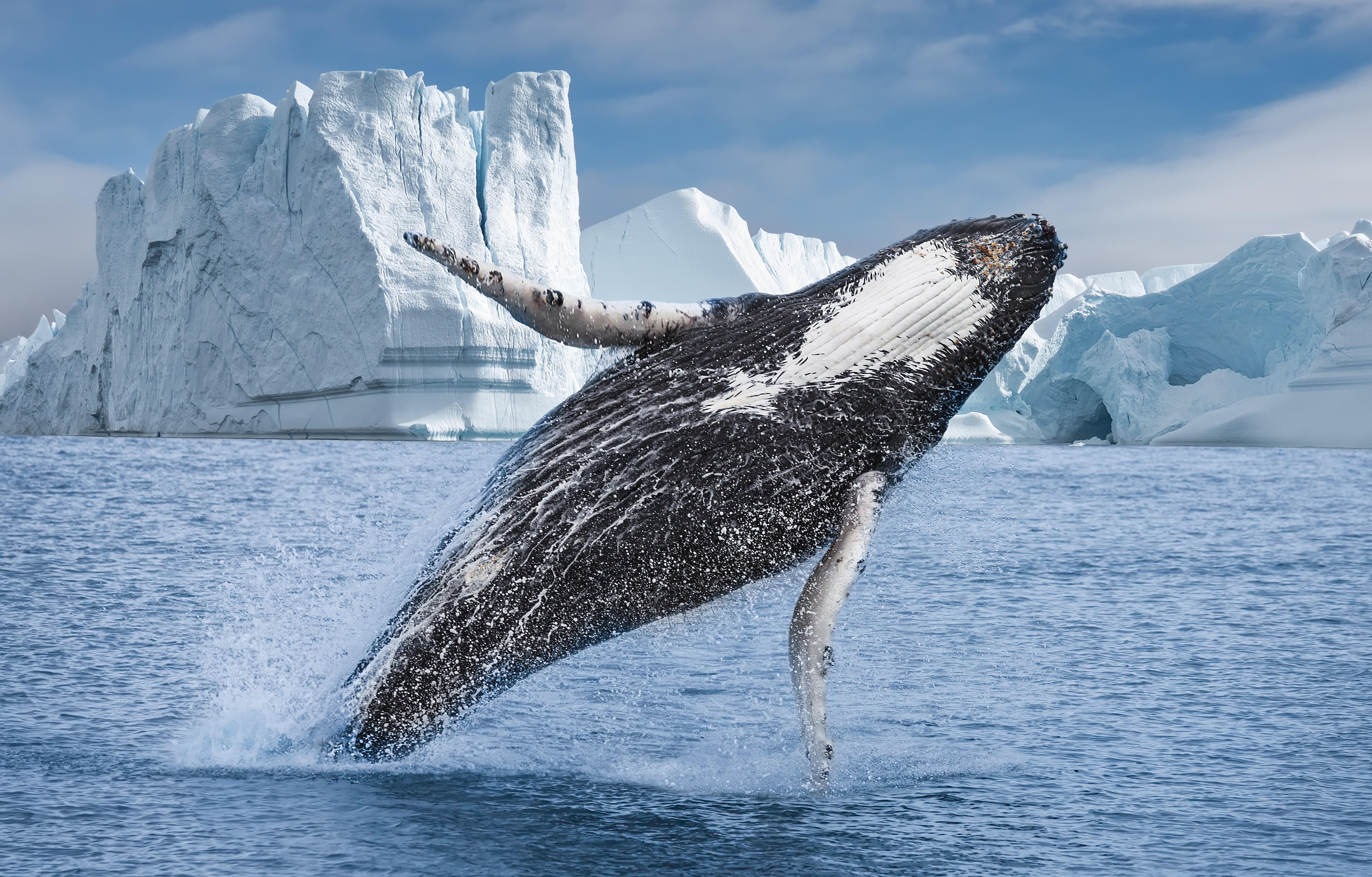 Humpback whale breaching near icebergs in Ilulissat Icefjord, Greenland.